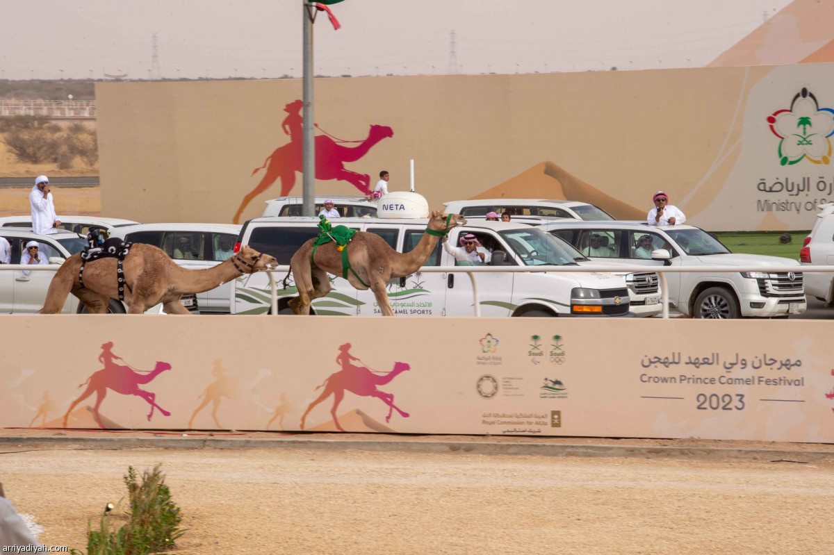 الهجن.. تتويج الأبطال