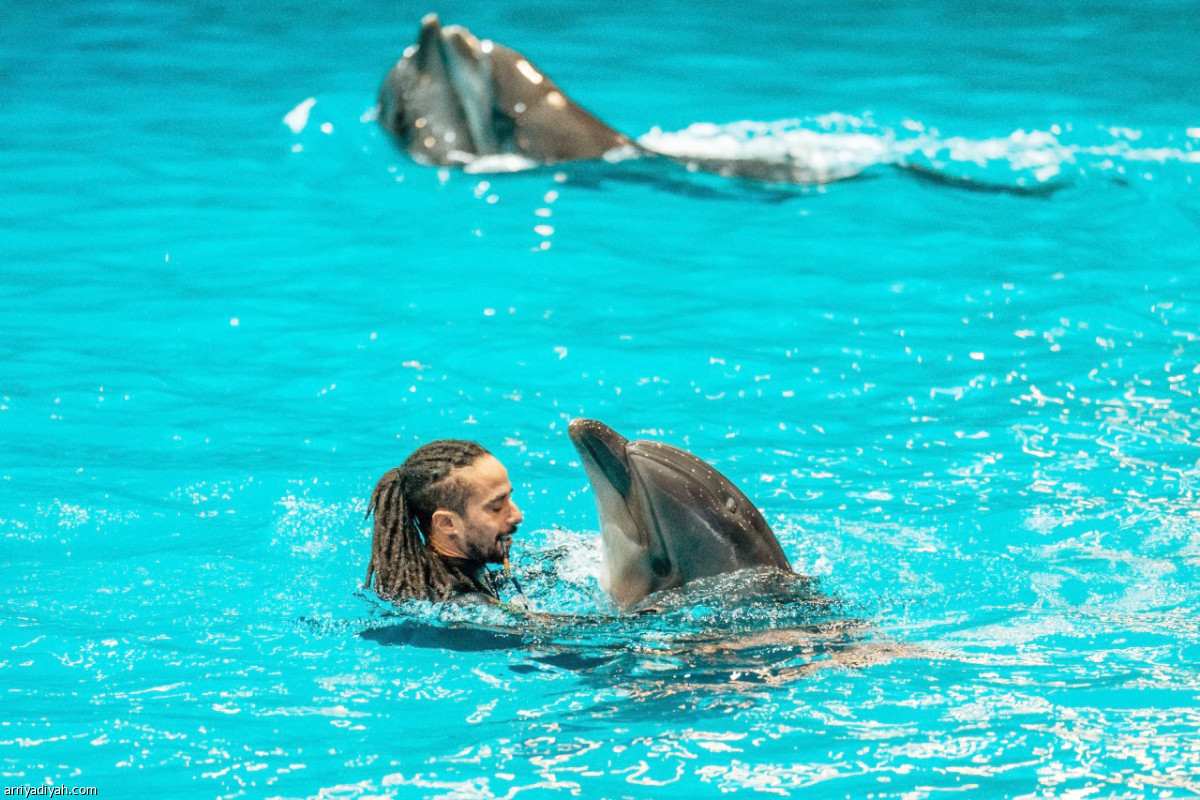 الدلفين.. صديق «العجائب»