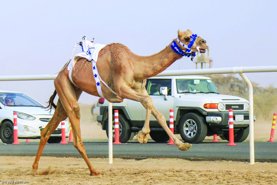 الراية 
يقترب من اللقب.. ودلما تسجل أفضل توقيت