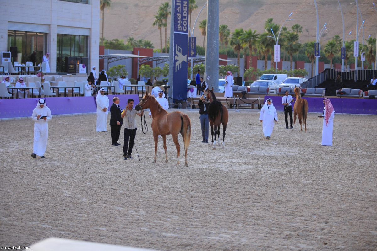 ختام مهرجان الخيل
