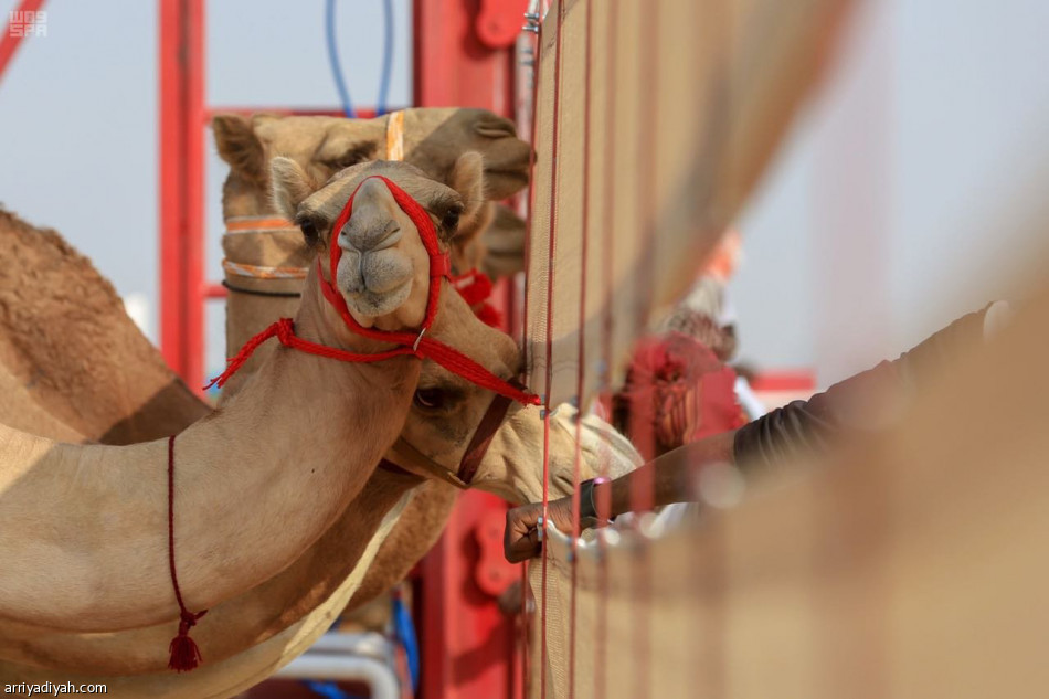 الراية 
يقترب من اللقب.. ودلما تسجل أفضل توقيت